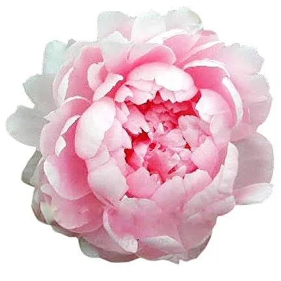 Meet your Posher, Claire. - Picture 1 of 1